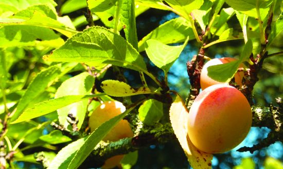 Mirabelles plums in Pays de Villersexel